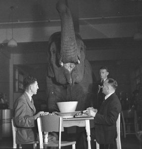 Urheberrecht: der Elefant im digitalen Wohnzimmer? (Klicken Sie aufs Bild f. ein Verlinkungs-Beispiel)